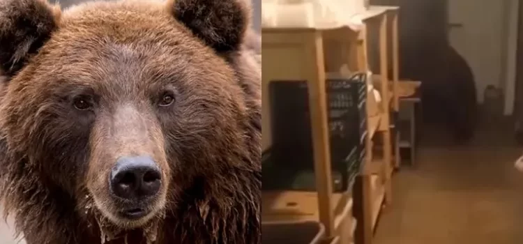 Irrumpe oso en panadería