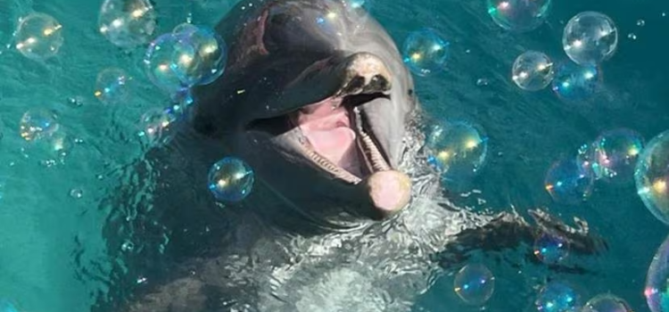 Muere Sundance, el delfín de 30 años del Acuario de Miami