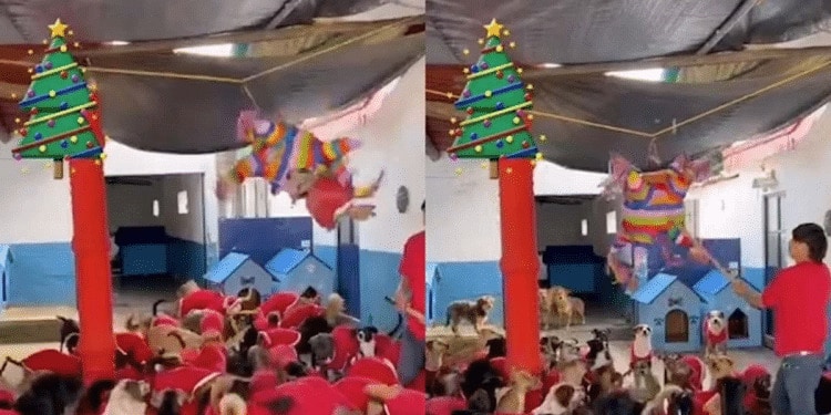 Refugio organiza «perri posada» con piñata llena de salchichas