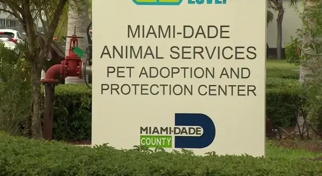 Servicios para Animales de Miami-Dade insta a las adopciones y acogidas en medio de un brote de estreptococos en zoológicos y hacinamiento.