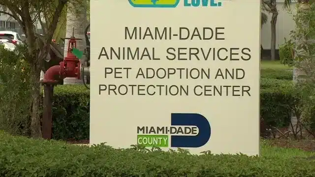 Servicios para Animales de Miami-Dade insta a las adopciones y acogidas en medio de un brote de estreptococos en zoológicos y hacinamiento.
