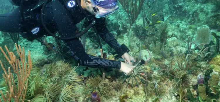 Científicos trasplantan corales híbridos para salvar arrecifes de Miami del cambio climático