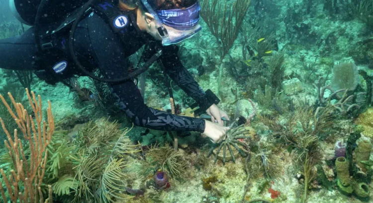 Científicos trasplantan corales híbridos para salvar arrecifes de Miami del cambio climático