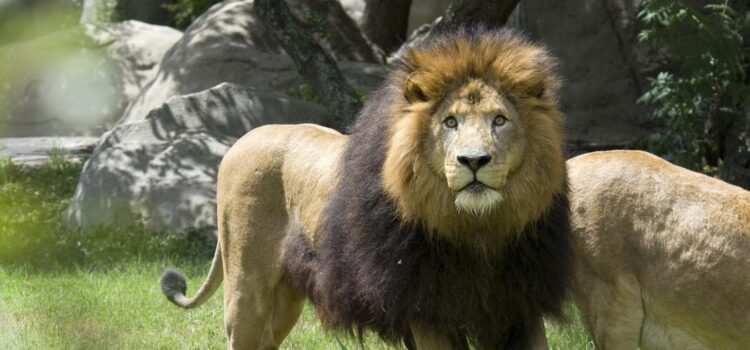 Murió el león Jibari del Zoológico de Miami