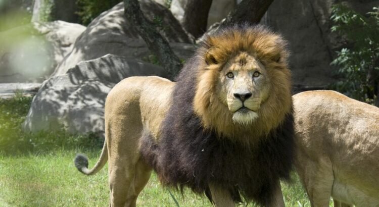 Murió el león Jibari del Zoológico de Miami