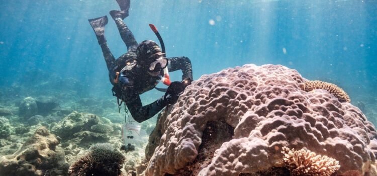 Científicos trasplantan corales cruzados para ayudar a salvar los arrecifes de Miami del cambio climático
