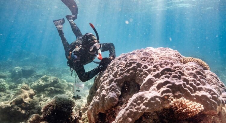 Científicos trasplantan corales cruzados para ayudar a salvar los arrecifes de Miami del cambio climático