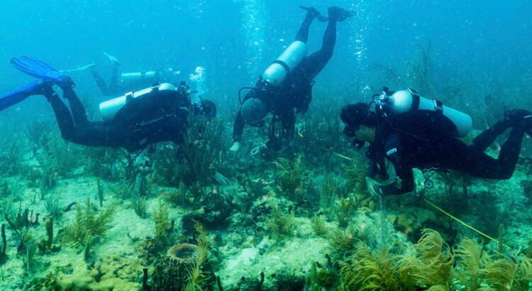 La colaboración internacional brinda esperanza para el futuro de los arrecifes de coral de Florida y el Caribe