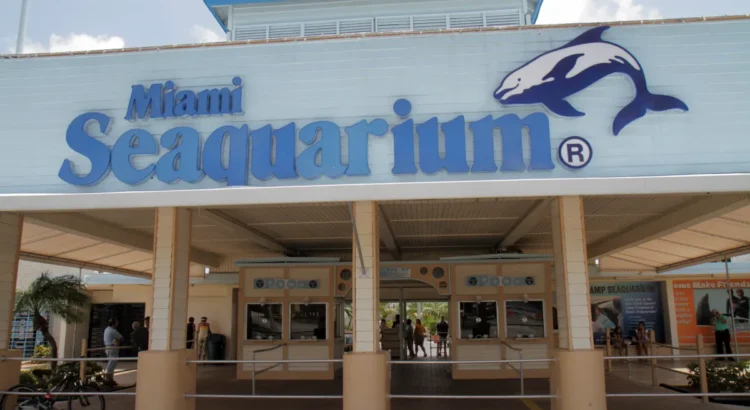 El condado de Miami-Dade anuncia un acuerdo para arrendar y renovar el Miami Seaquarium