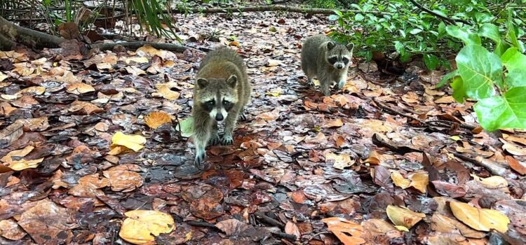 Raccoon Island es un misterio de Miami que cuenta con mapaches salvajes