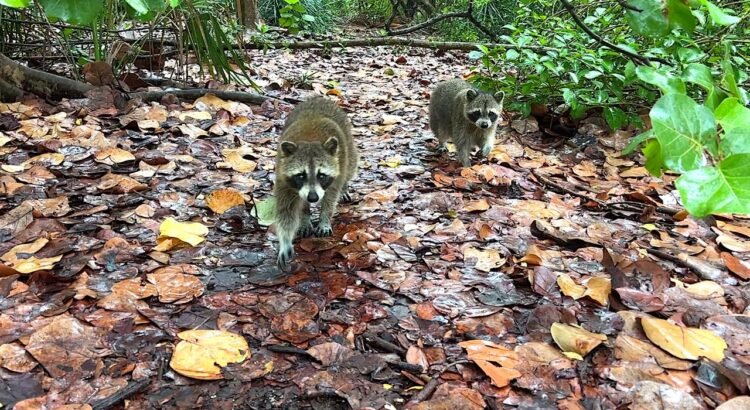 Raccoon Island es un misterio de Miami que cuenta con mapaches salvajes