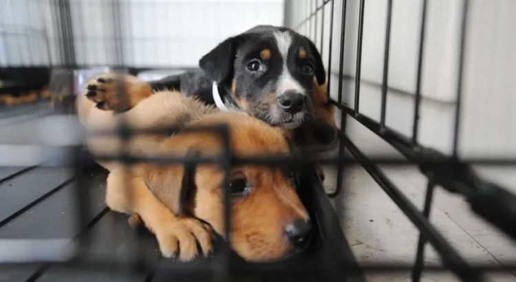 Club Space del centro de Miami organiza jornada de adopción de mascotas